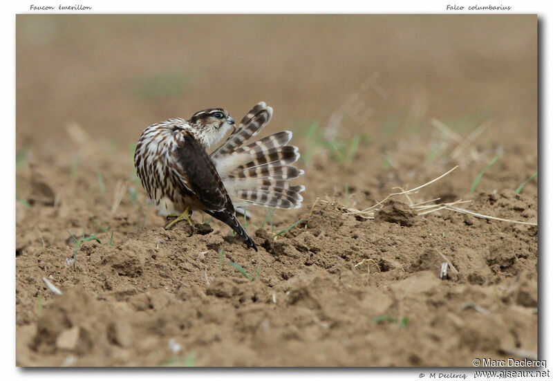 Merlin, identification