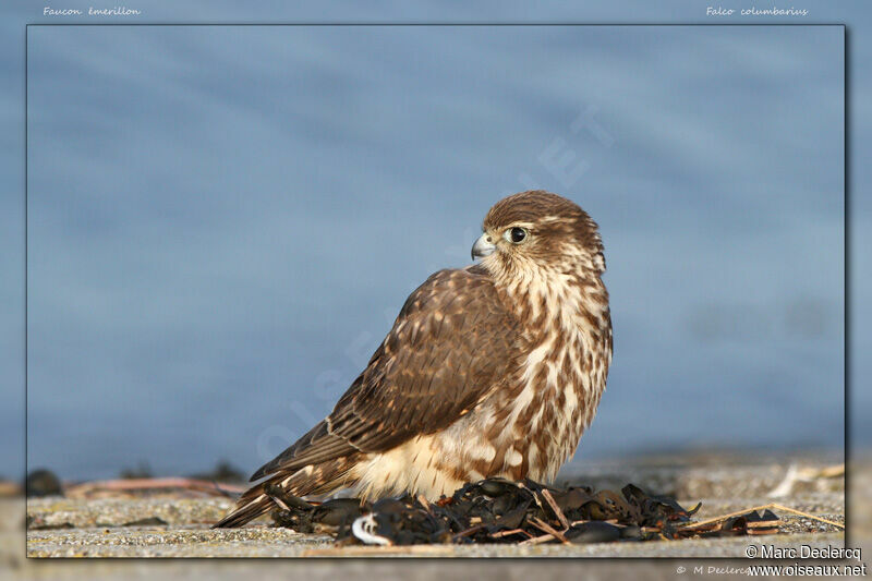 Faucon émerillon, identification