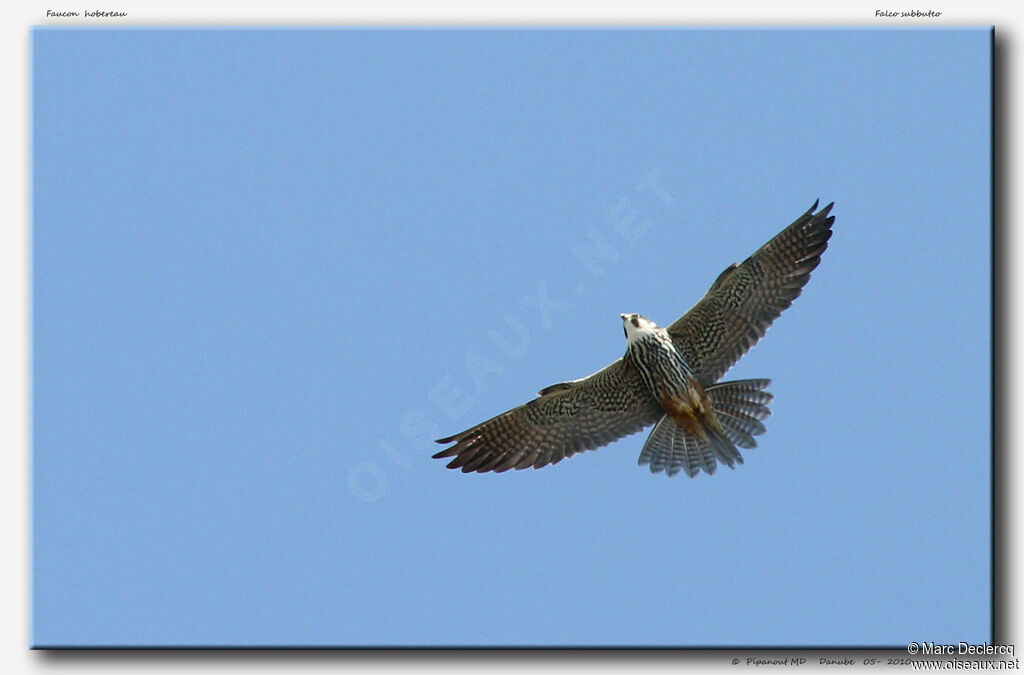 Eurasian Hobby, Flight