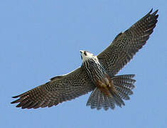 Eurasian Hobby