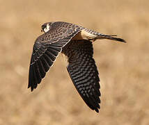 Red-footed Falcon