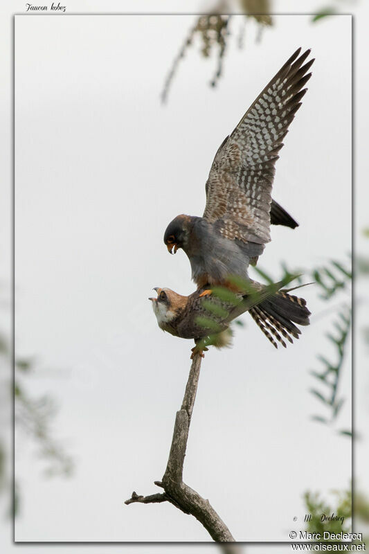 Red-footed Falcon, mating.