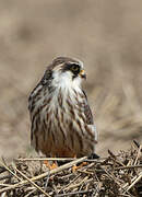 Red-footed Falcon