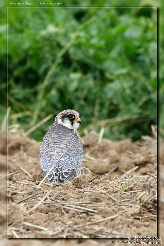 Red-footed Falcon