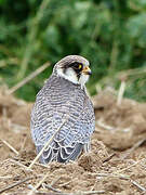 Red-footed Falcon