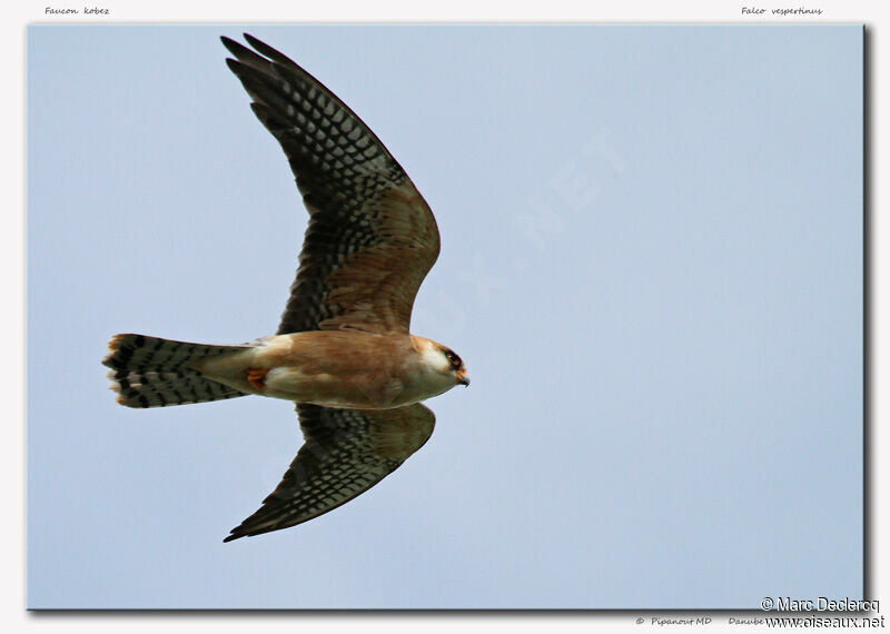 Red-footed Falcon female adult, Flight