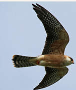 Red-footed Falcon