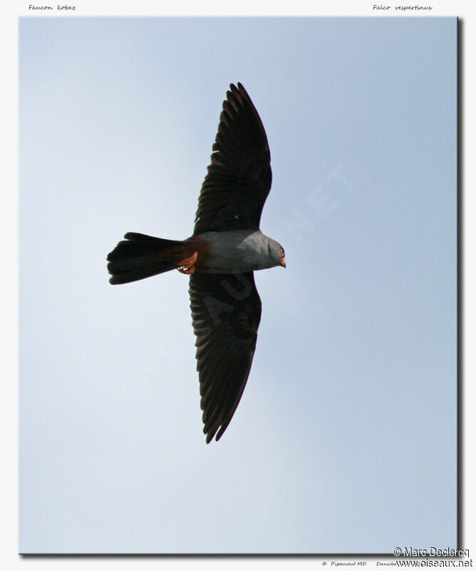 Red-footed Falcon male adult, Flight