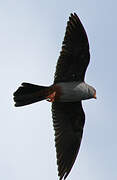 Red-footed Falcon