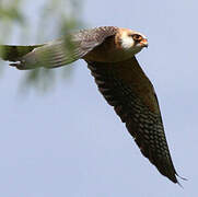 Red-footed Falcon