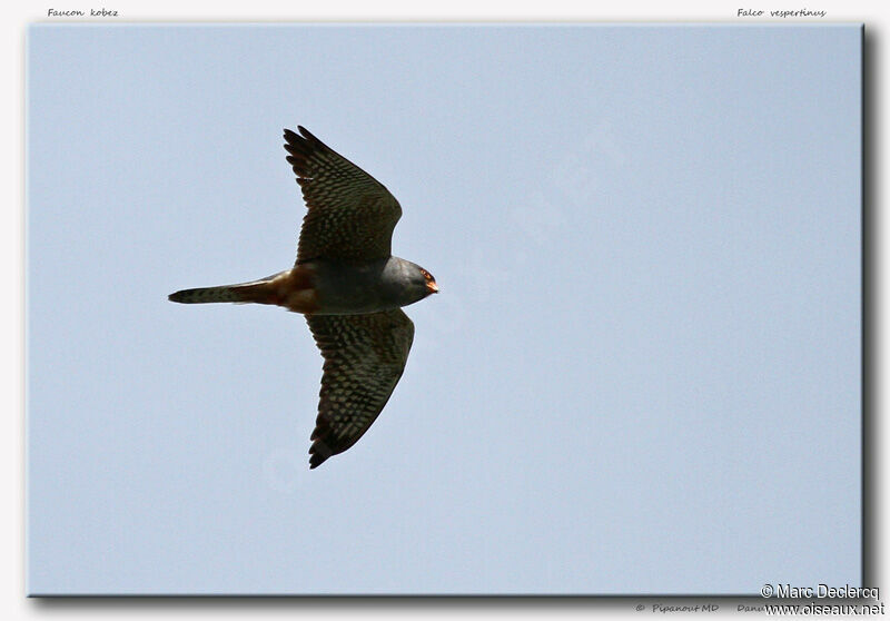 Red-footed Falcon male adult, Flight