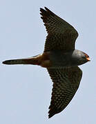 Red-footed Falcon