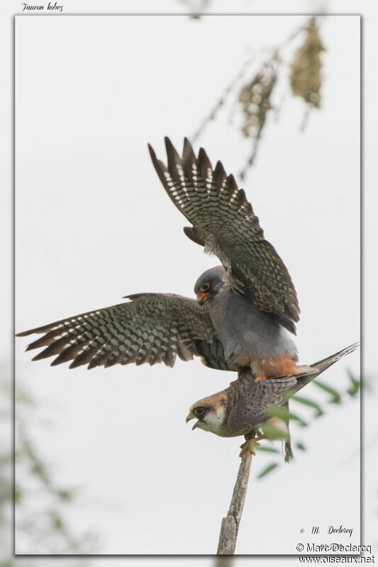 Red-footed Falcon