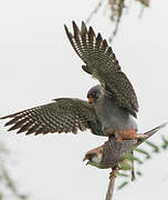 Red-footed Falcon