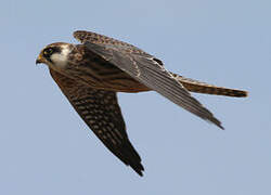 Red-footed Falcon