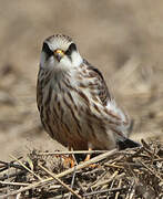 Red-footed Falcon