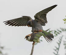 Red-footed Falcon