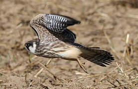 Red-footed Falcon