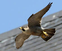 Peregrine Falcon