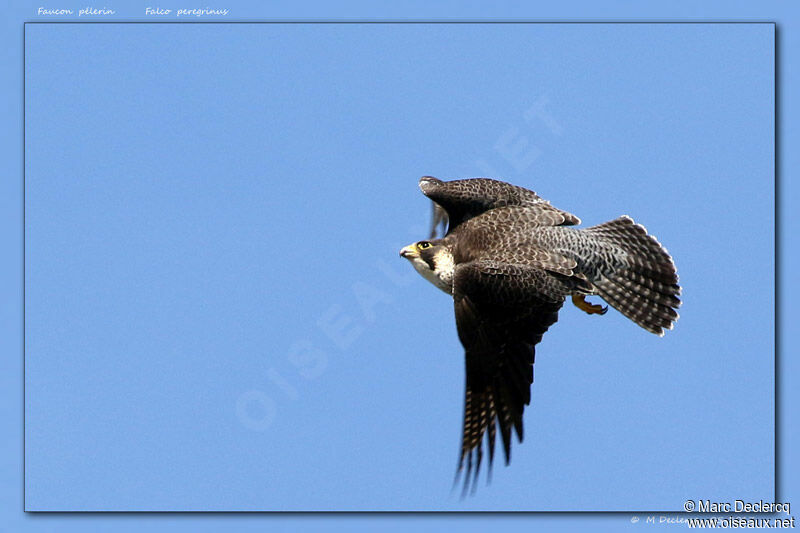 Peregrine Falcon