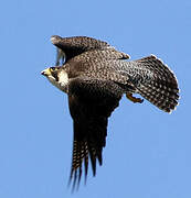 Peregrine Falcon