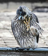 Peregrine Falcon