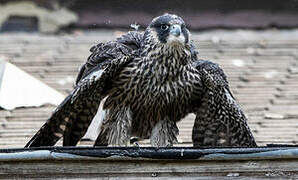 Peregrine Falcon