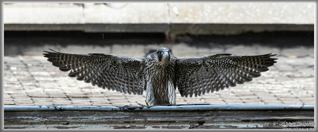 Peregrine Falcon