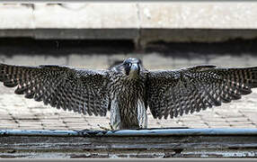 Peregrine Falcon