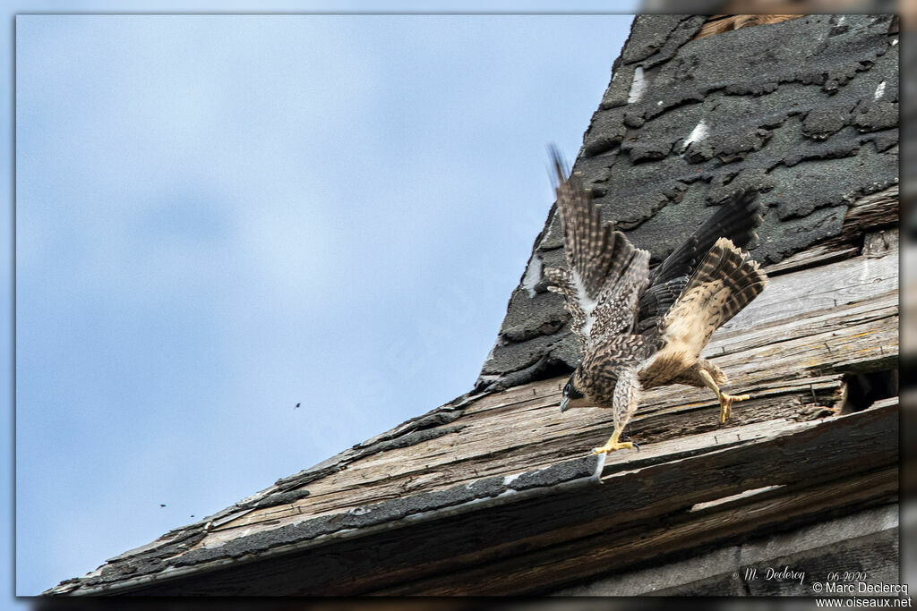 Peregrine Falconjuvenile