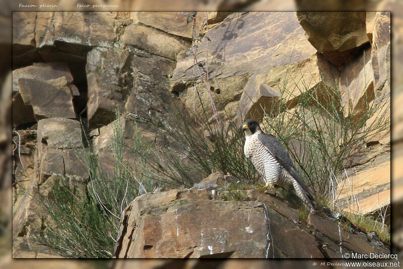 Faucon pèlerin, identification