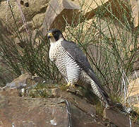 Peregrine Falcon