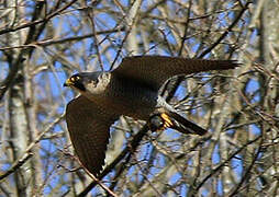 Peregrine Falcon