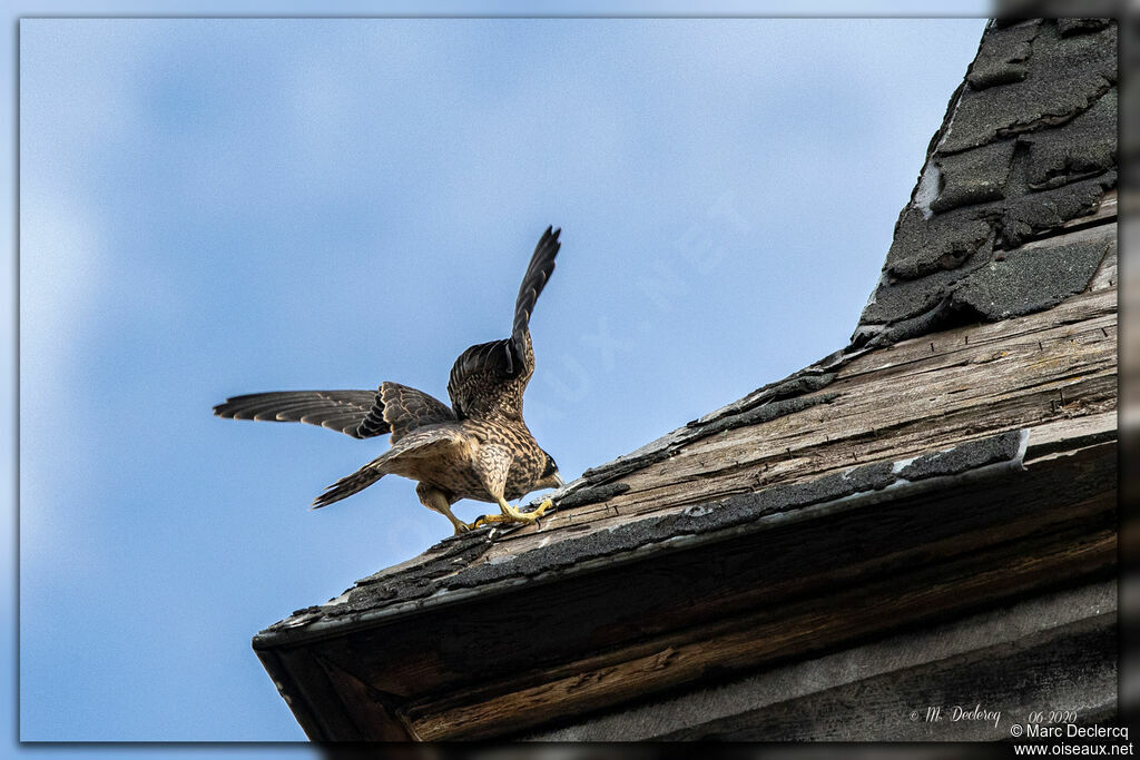 Peregrine Falcon