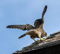 Peregrine Falcon