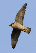 Peregrine Falcon