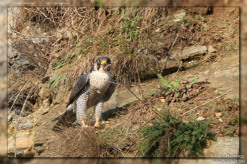 Peregrine Falcon, identification