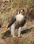 Peregrine Falcon