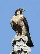 Peregrine Falcon