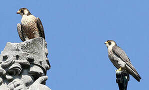 Peregrine Falcon