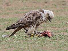 Saker Falcon