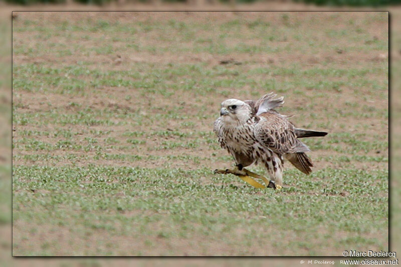 Saker Falcon, identification