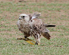 Saker Falcon