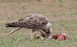 Saker Falcon