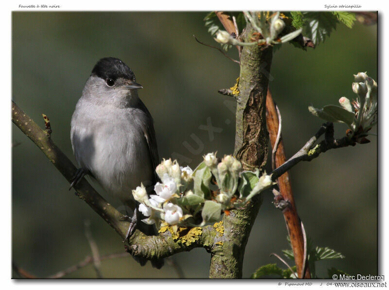 Fauvette à tête noire mâle adulte, identification