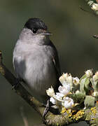 Eurasian Blackcap