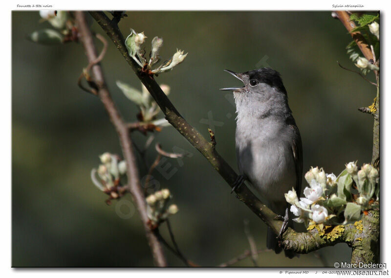 Fauvette à tête noire mâle adulte, identification, chant