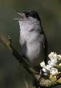 Eurasian Blackcap