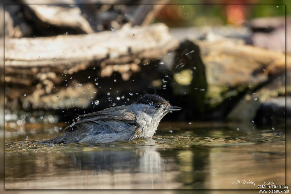 Eurasian Blackcap