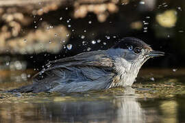 Eurasian Blackcap